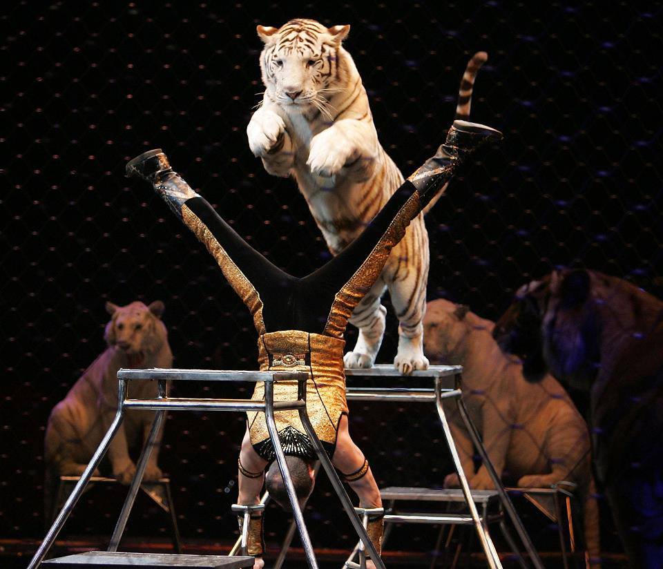 Shrine Circus Tigers
