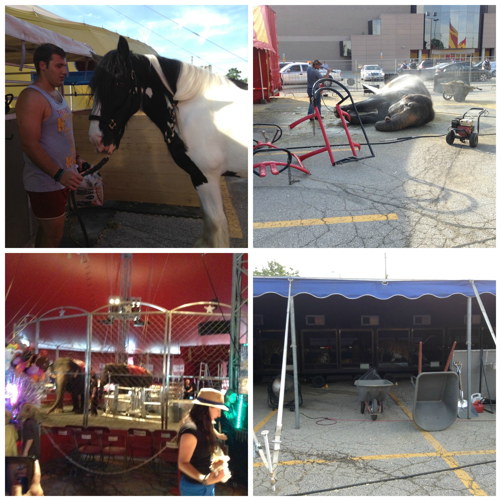 shrine circus collage