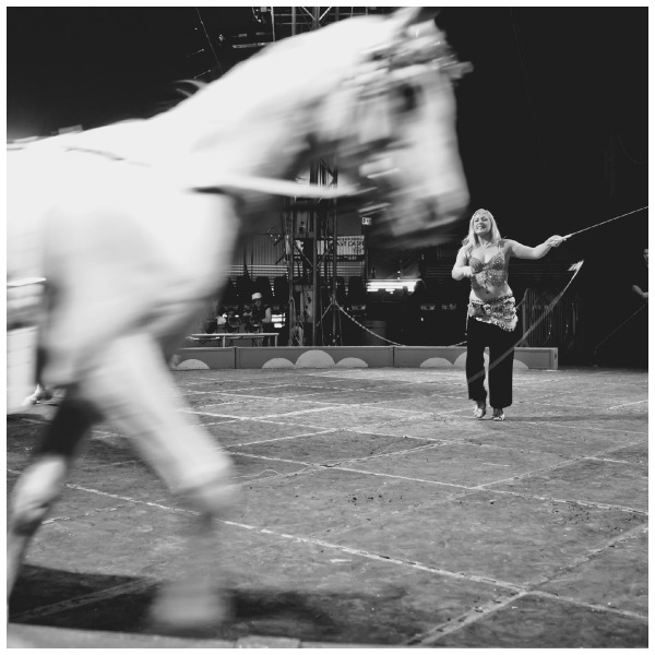 shrine circus, horses, erika zerbini, horse trainer, talent, shrine loves animals