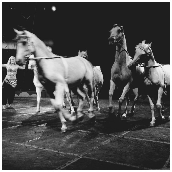 horses, shrine circus, amazing activities for the whole family, what to do this summer