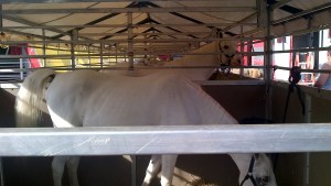 PHOTO: MYBITSANDBLEEPS.COM