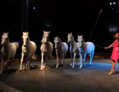 “Celebrating the Year of the Horse with the Astoundingly Beautiful Zerbini Liberty Horses”  *** Erika Zerbini ***