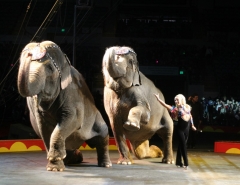“The Tarzan Zerbini Performing Elephants”  *** Erika Zerbini ***