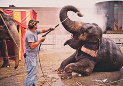 GALLERY - Photo 6 elephant