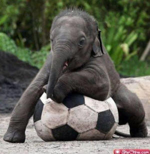 Baby Elephant